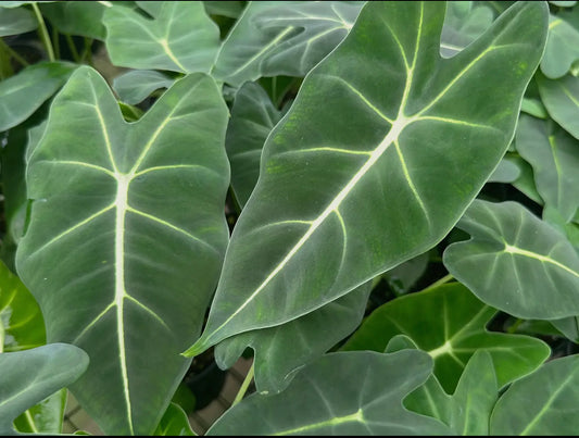 4” Alocasia ‘Frydek’ Micholitziana