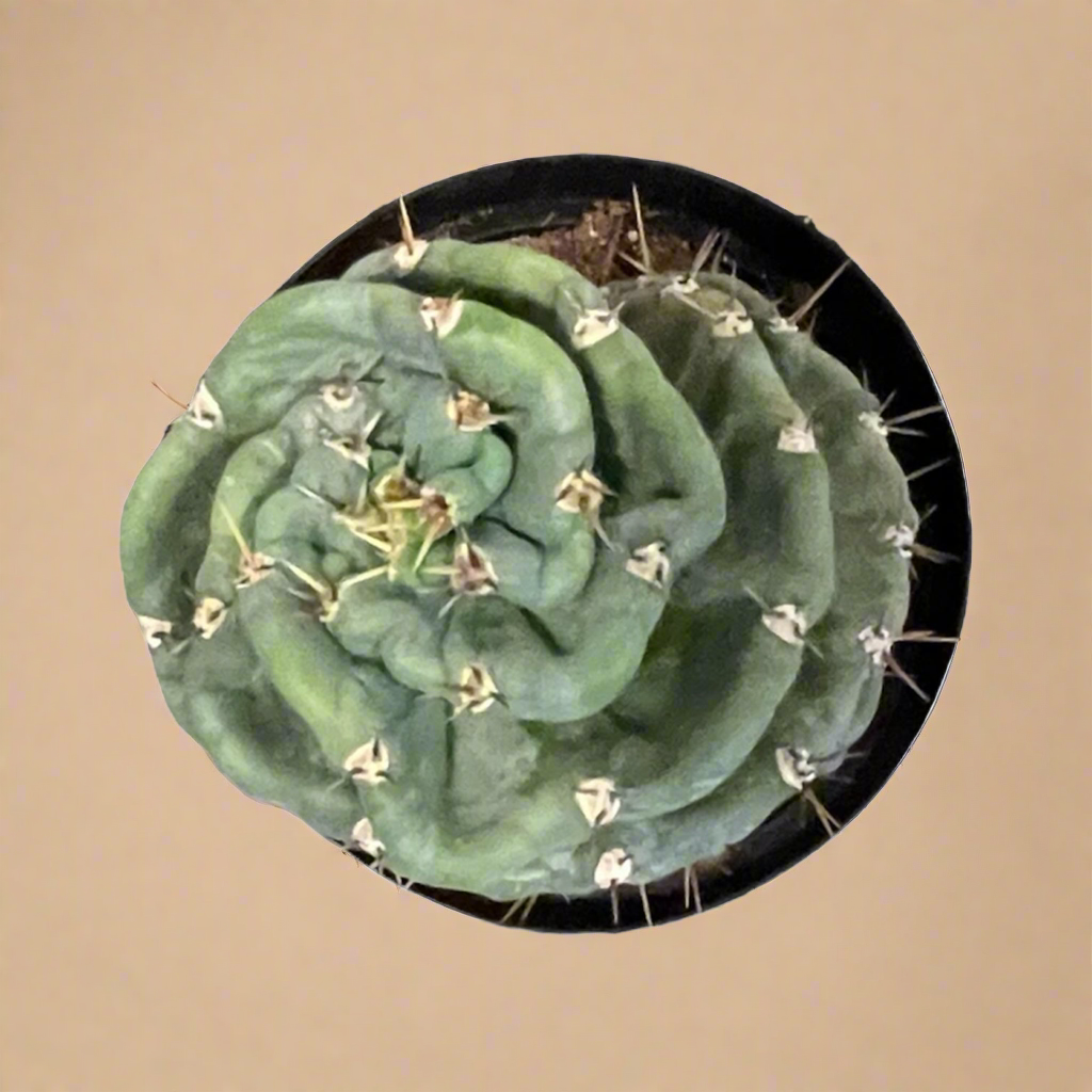 Cereus forbesii ‘Spiralis’ – Spiral Cactus Large 8” Pot