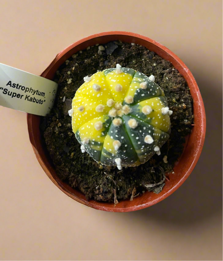 Astrophytum Asterias variegated
