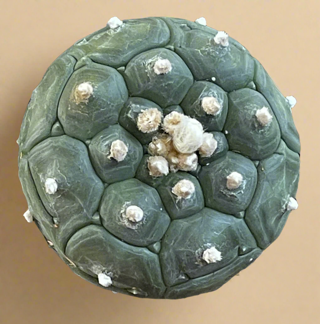 4.5” Astrophytum Asterias cv. Kikko Nudum “Lizard Skin”