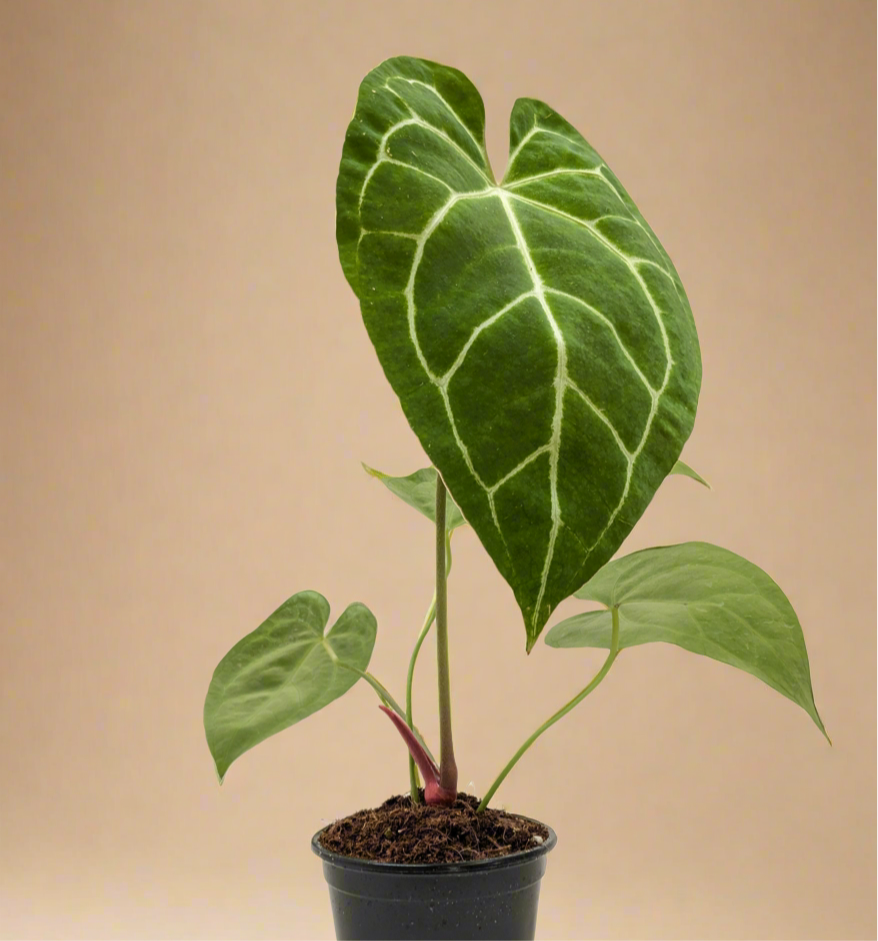 Anthurium Crystallinum