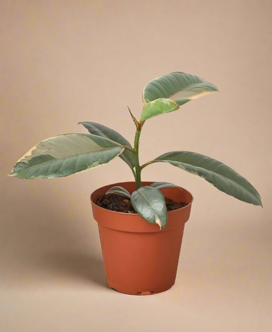 Ficus Elastica 'Ruby Pink'