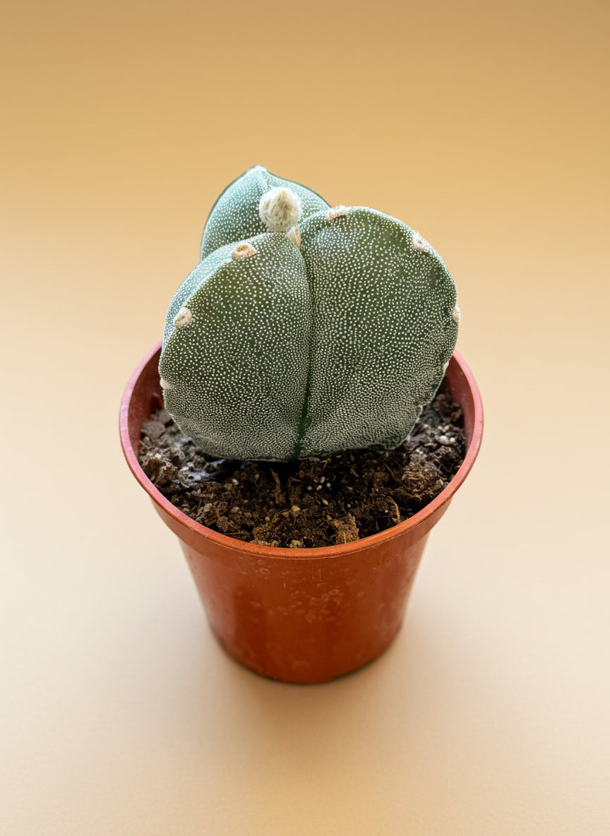 Astrophytum Myriostigma var. Tricostatum 3” pot