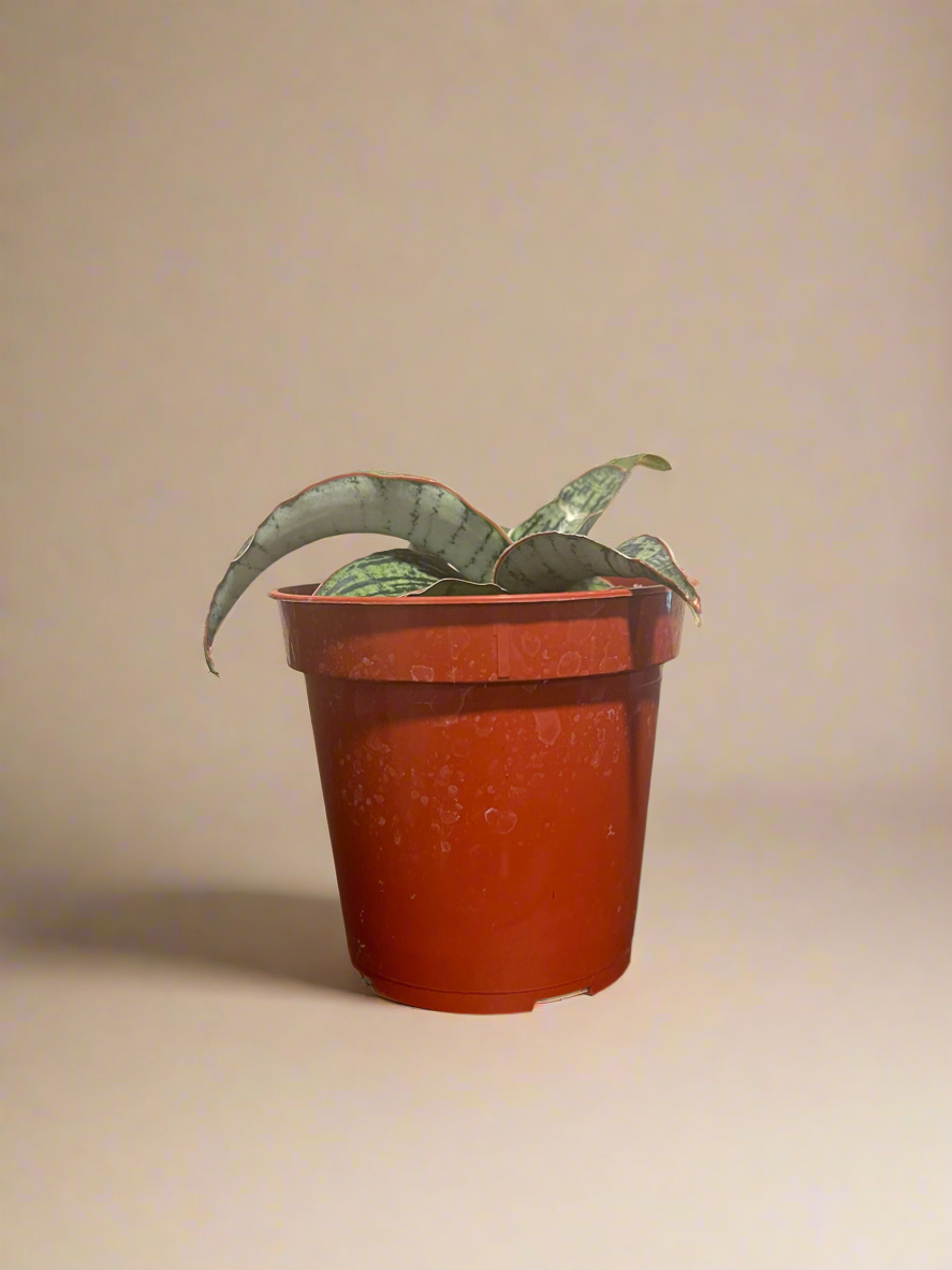 3.5” Sansevieria ‘Cleopatra’
