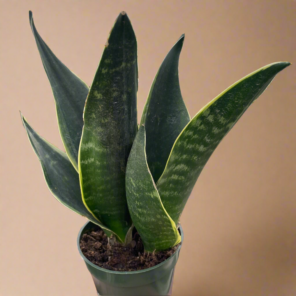 Sansevieria Trifasciata ‘Fabi’ – Snake Plant