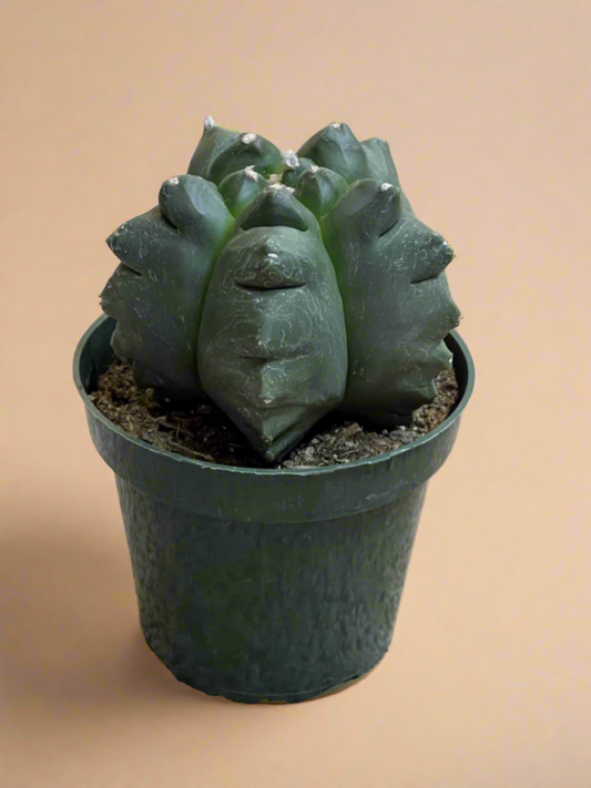 4.5” Astrophytum Myriostigma cv. Kikko Nudum