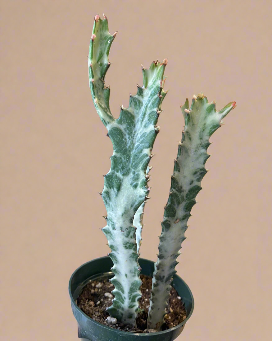 Euphorbia Dragon Bone Ghost Cactus