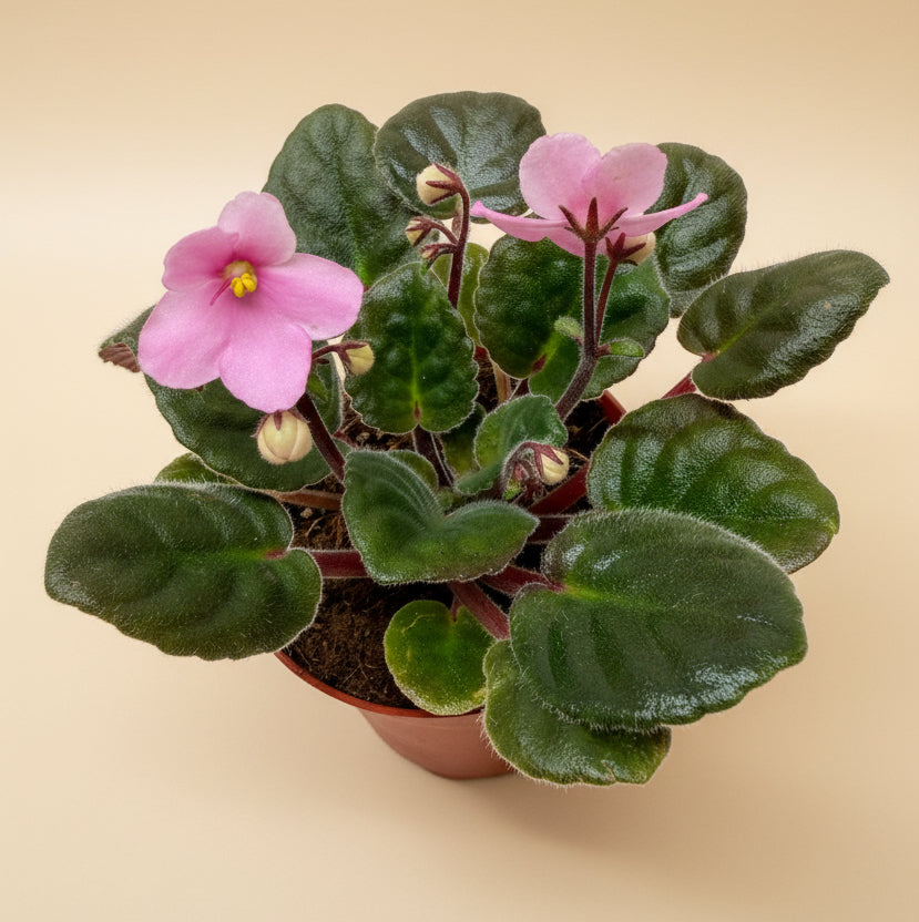 African Violet 'Pink'