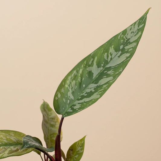 Apoballis 'Purple Sword'