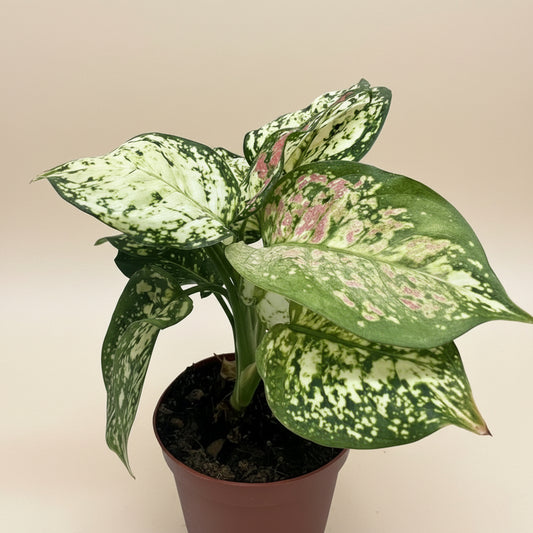 Chinese Evergreen 'Wishes'