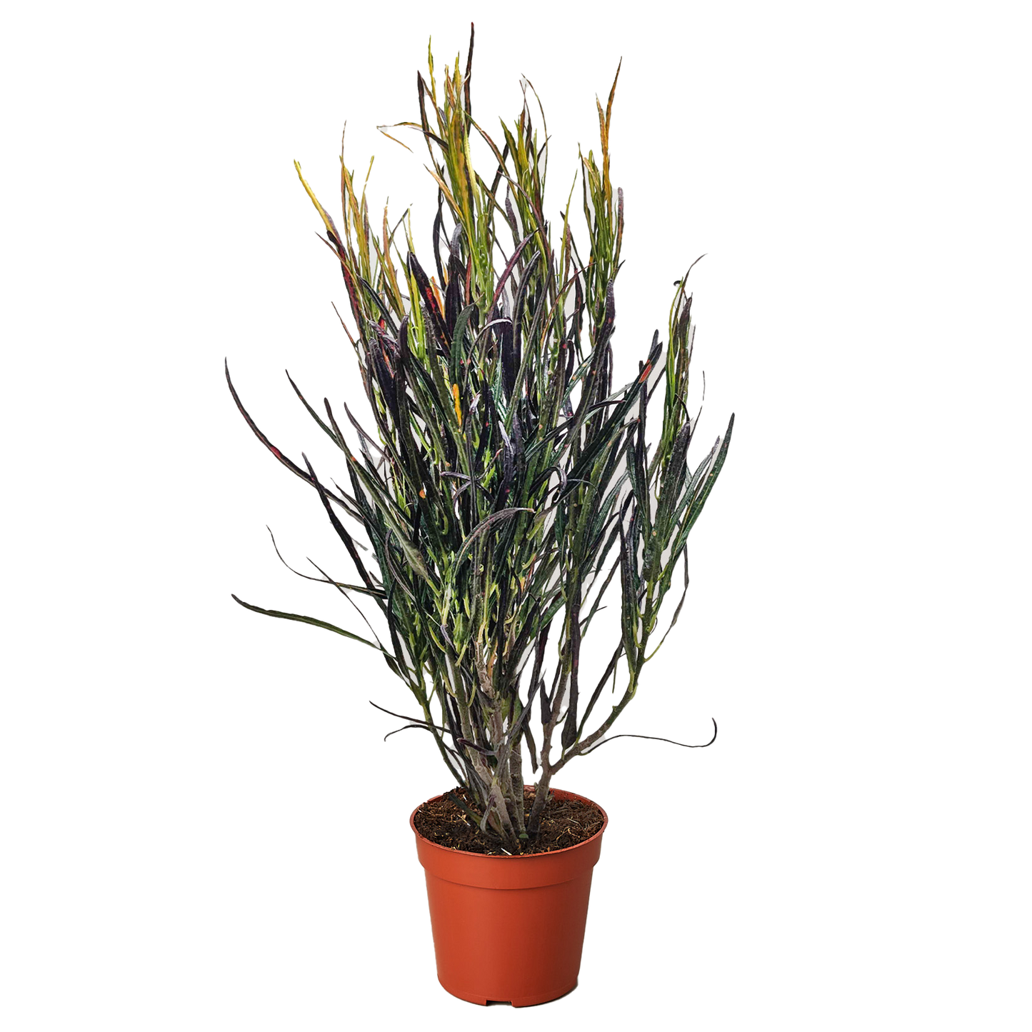 Codiaeum variegatum 'Picasso's Paintbrush'