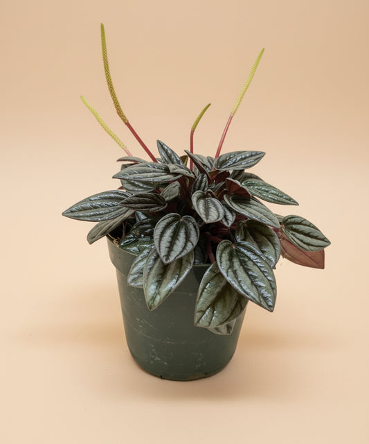 Peperomia 'San Marino'