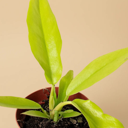 Philodendron 'Ring of Fire Gold'