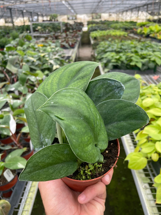 Scindapsus Pictus ‘Jade’