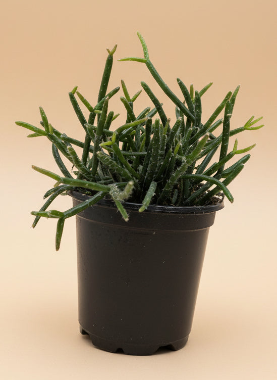 Succulent Cactus 'Mistletoe'