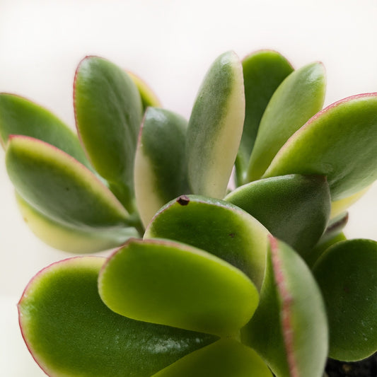 Succulent Crassula Jade Variegated