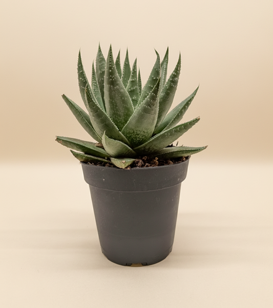 Succulent Haworthia Savanna