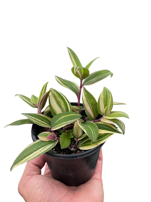 Tradescantia 'Tricolor'