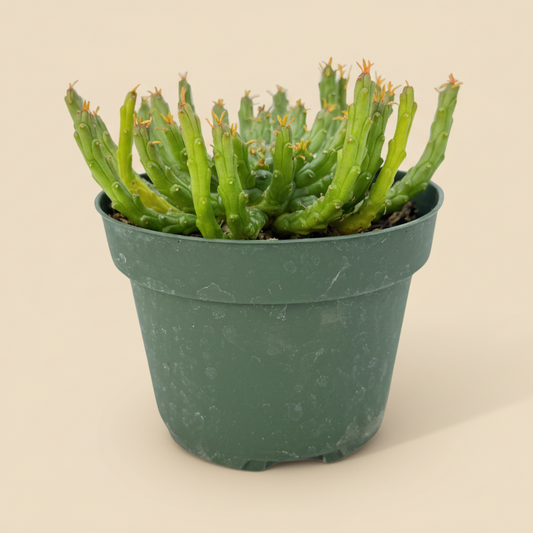 Medusa Plant | 4 inch | Euphorbia flanaganii