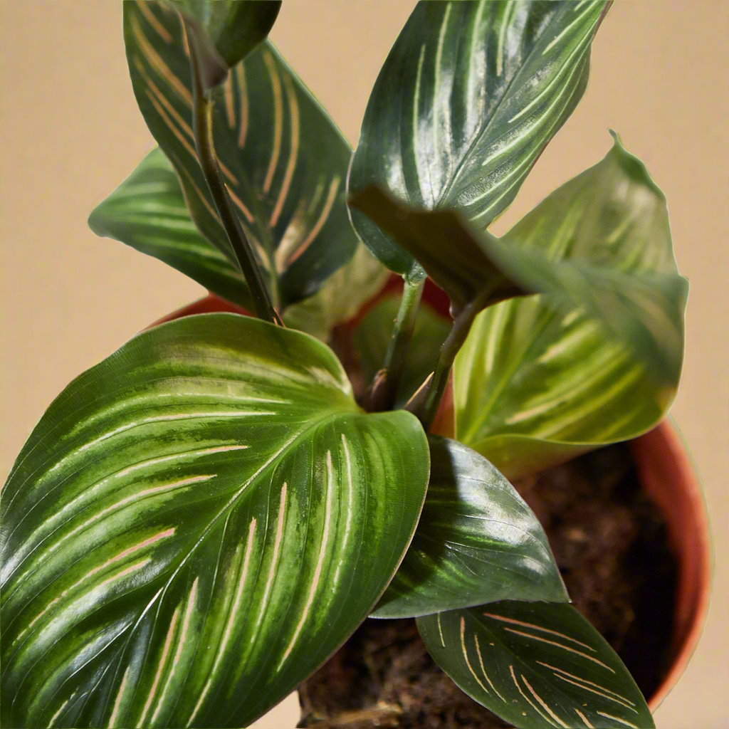 Calathea 'Beauty Star'