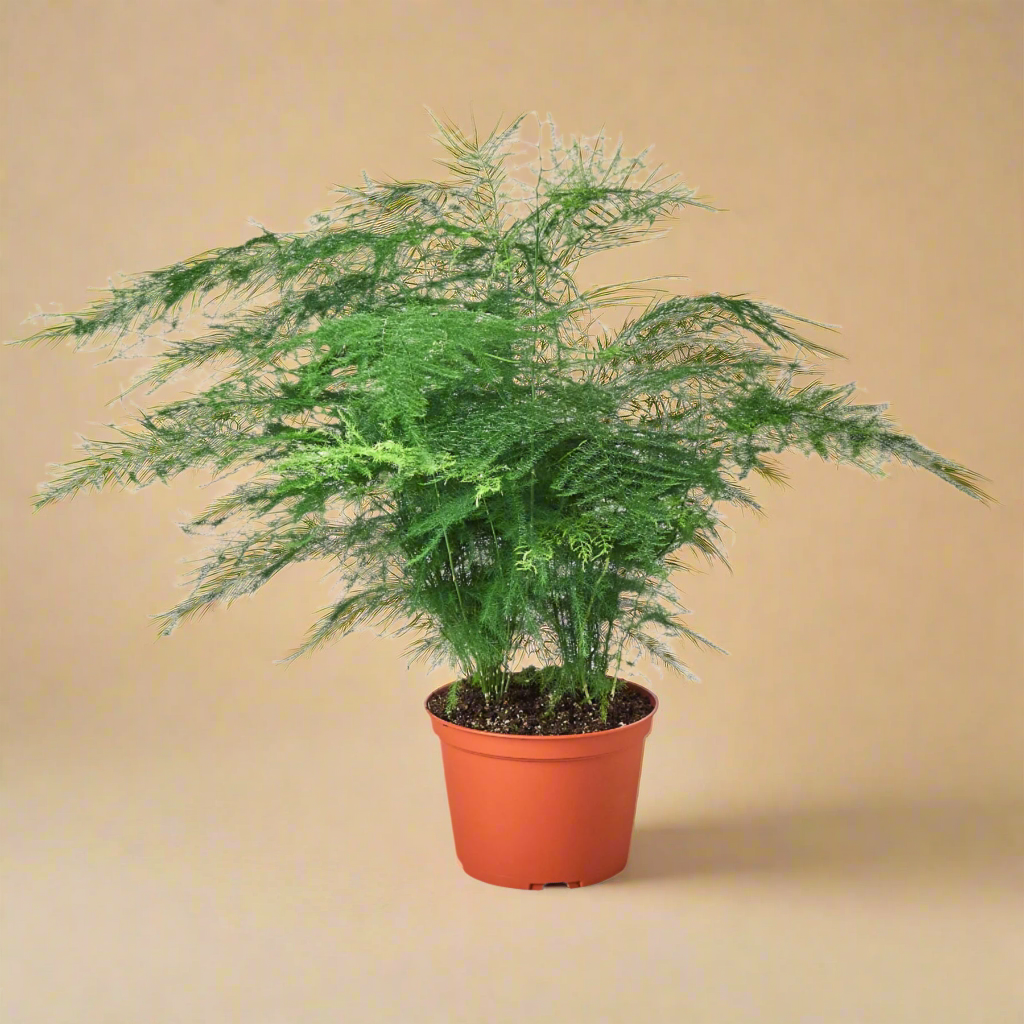 Fern 'Asparagus'