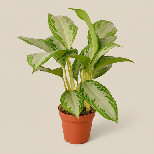Chinese Evergreen 'Silver Bay'