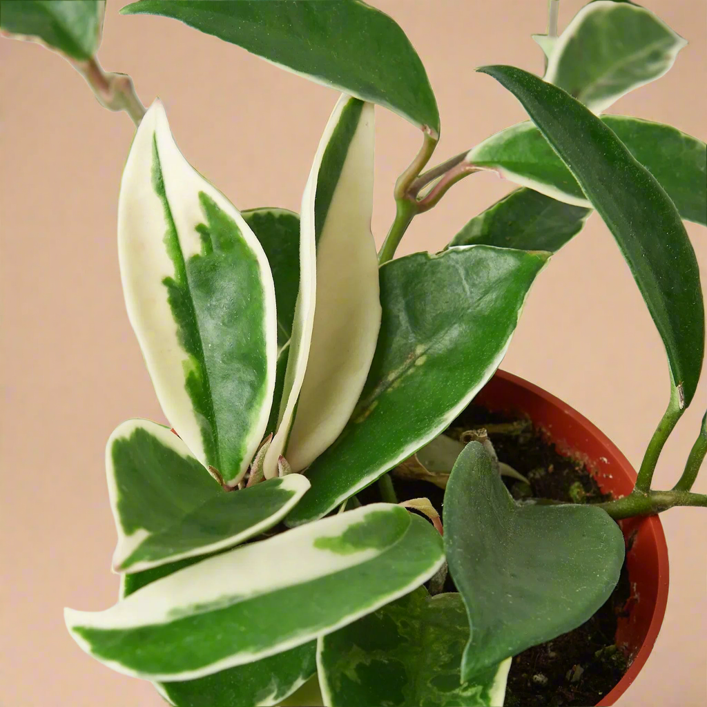 Hoya Carnosa 'Tricolor'