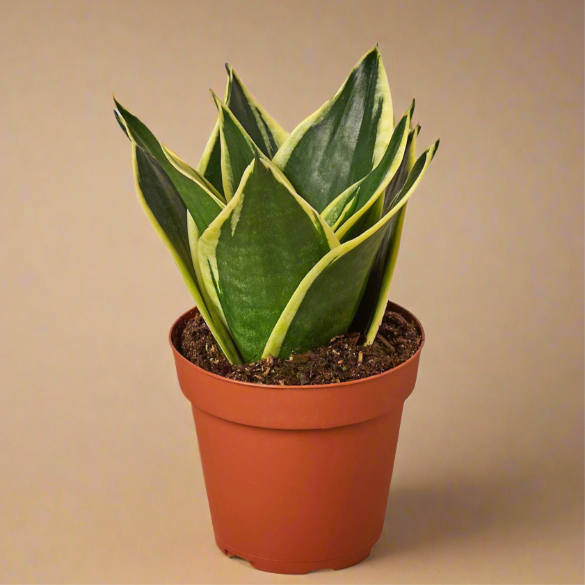 Sansevieria Black Gold