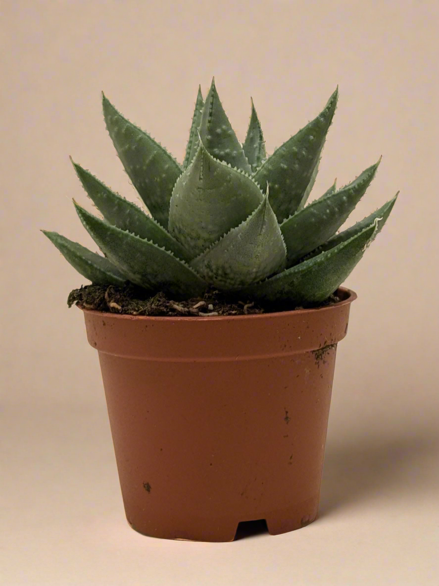 Succulent Haworthia Savanna