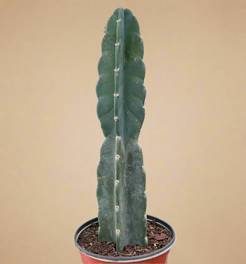 Cereus Jamacaru Cuddly Cactus