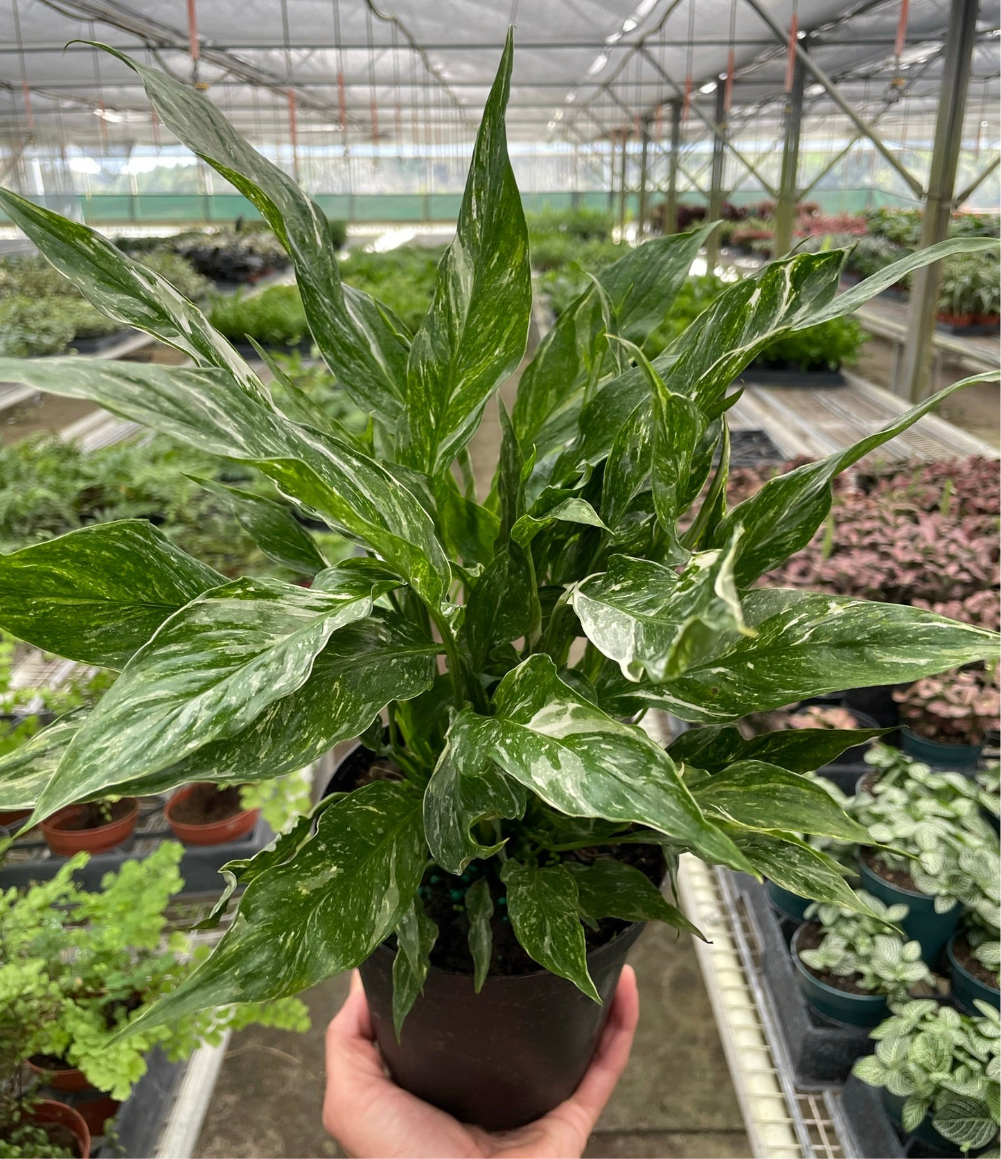 Variegated Spathiphyllum ‘Domino’ – Peace Lily