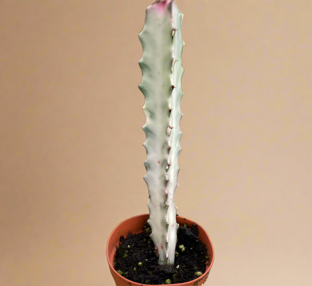 Euphorbia Lactea 'Dragon Bone'