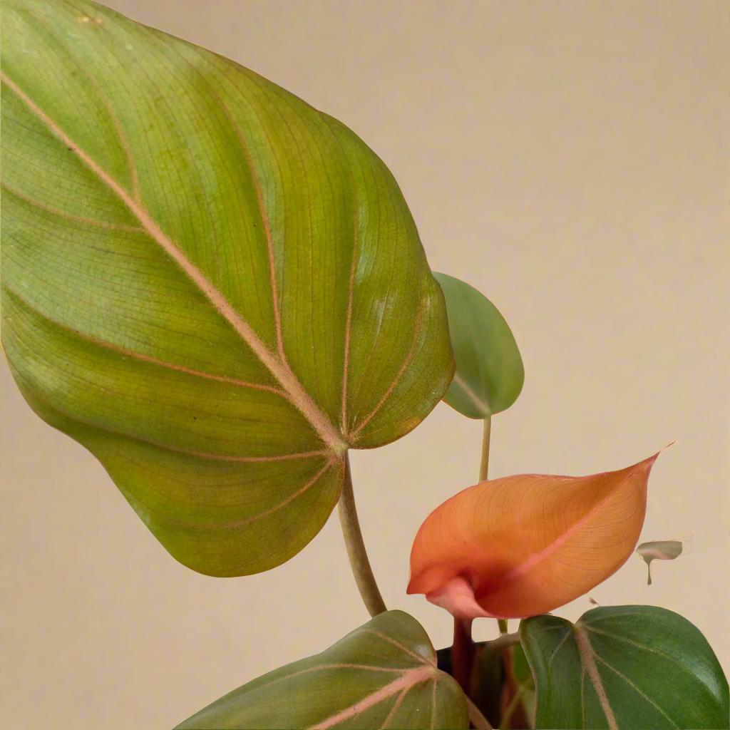 Philodendron 'Summer Glory'