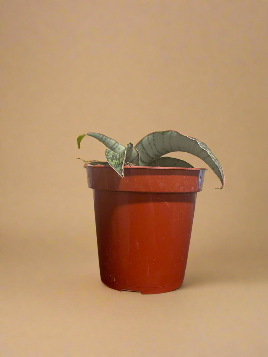3.5” Sansevieria ‘Cleopatra’