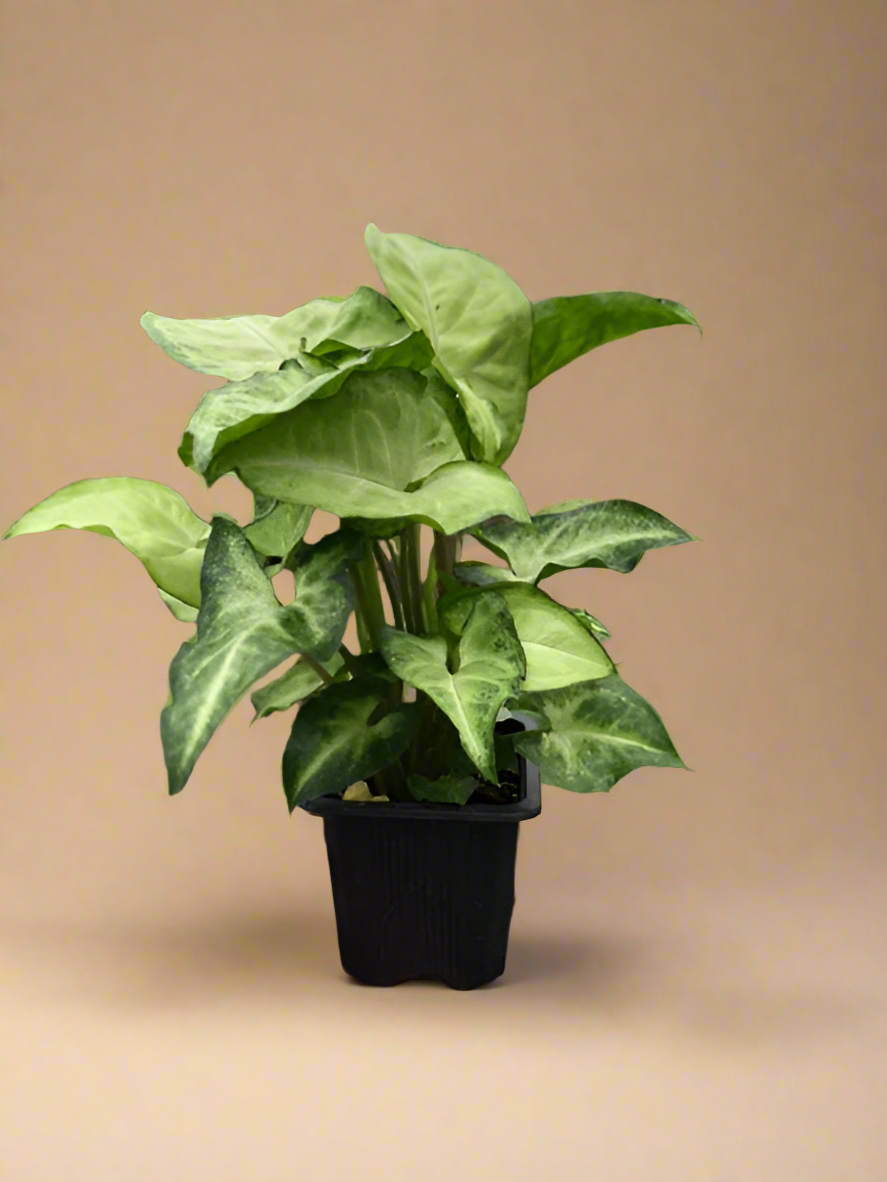 Syngonium White Butterfly