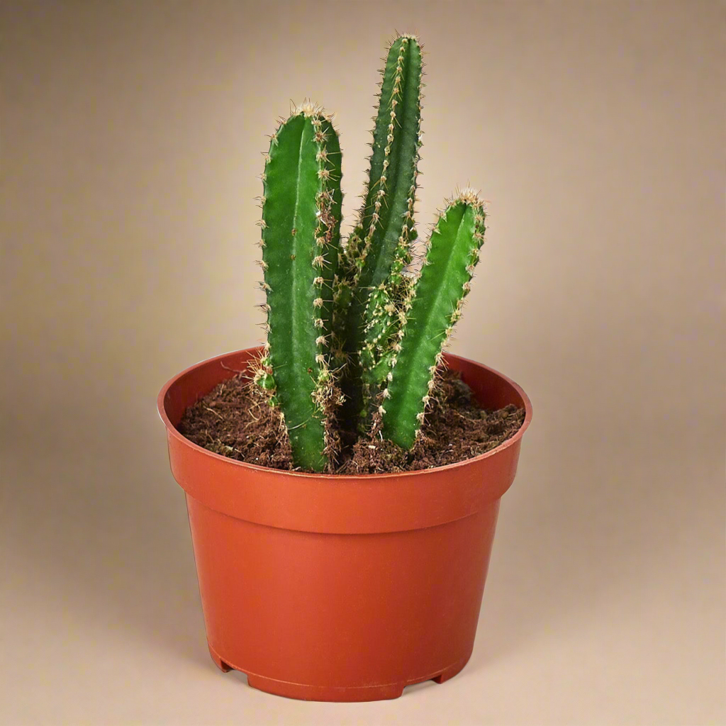 Fairy Castle Cactus