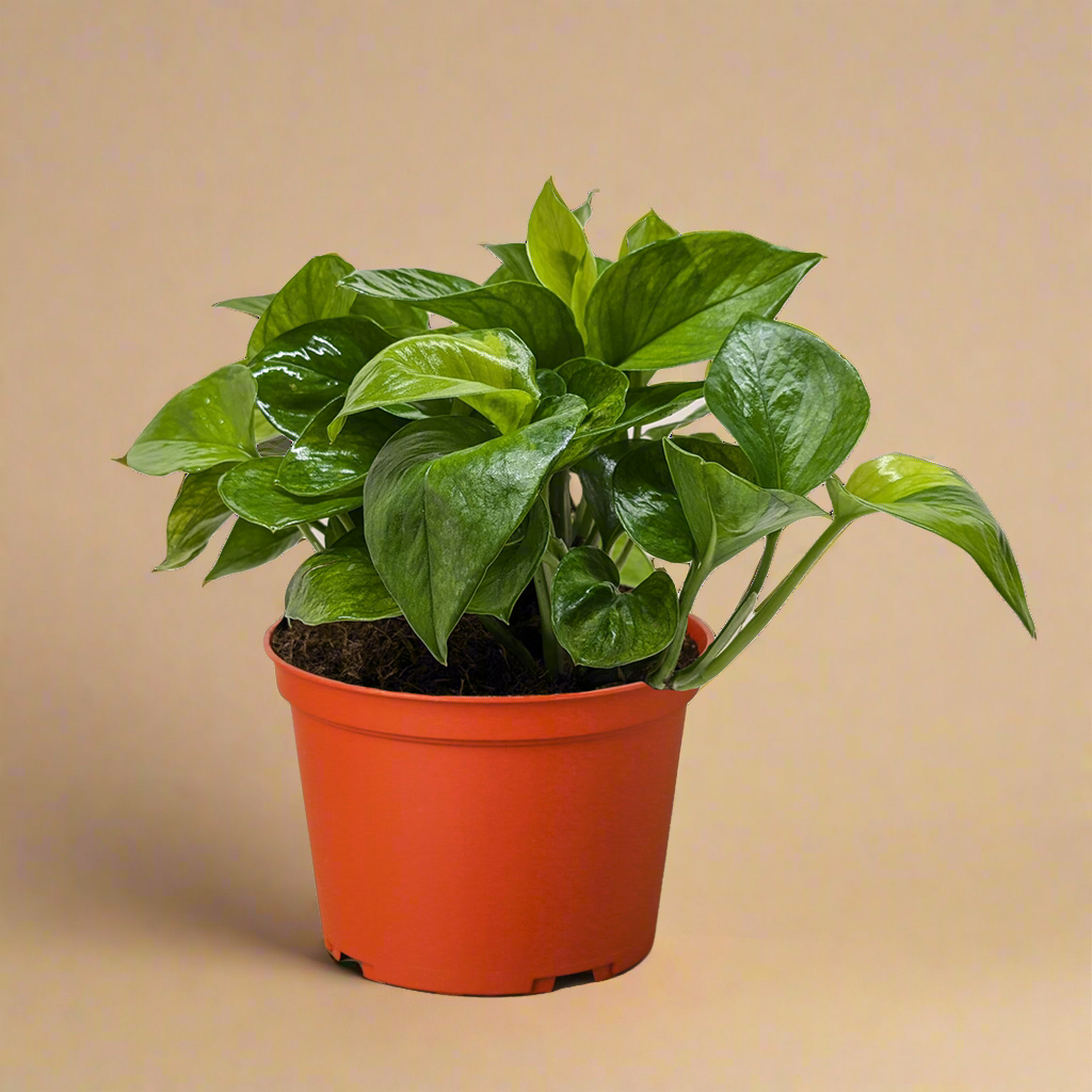 Pothos 'Lemon Top'