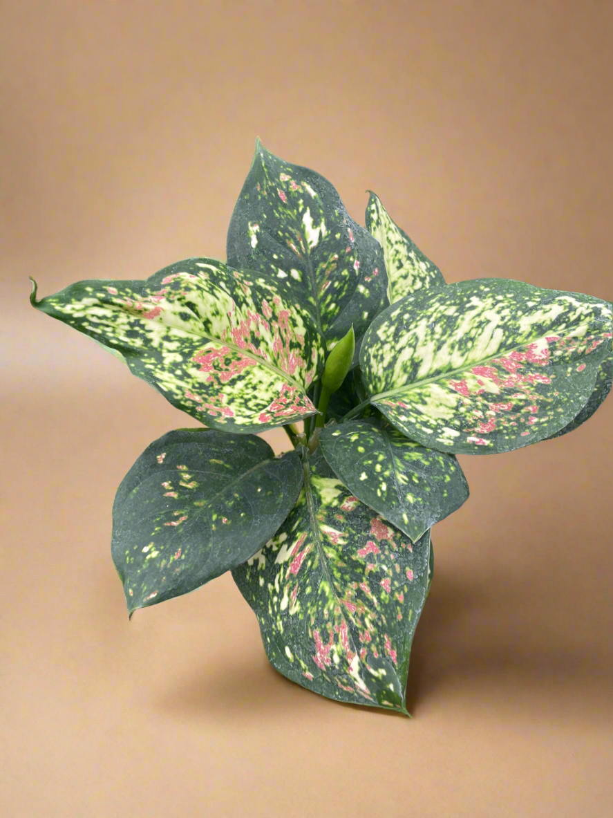 Aglaonema Wishes