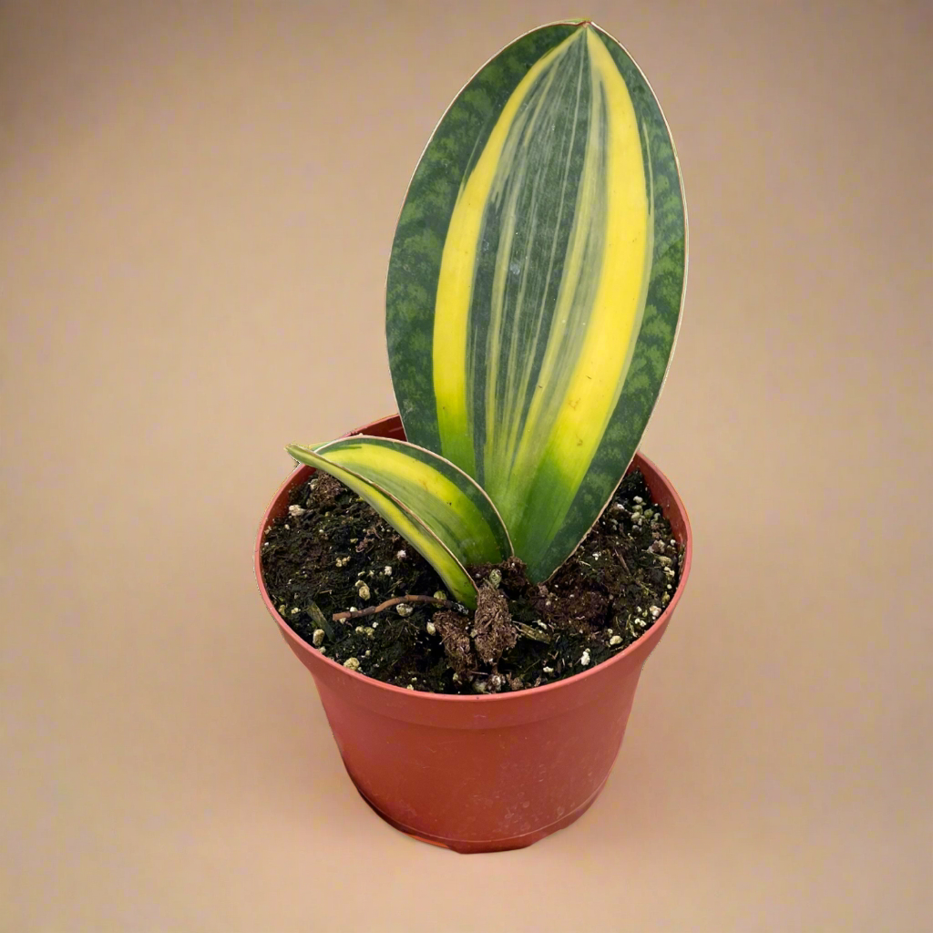 Variegated Shark Fin Snake Plant