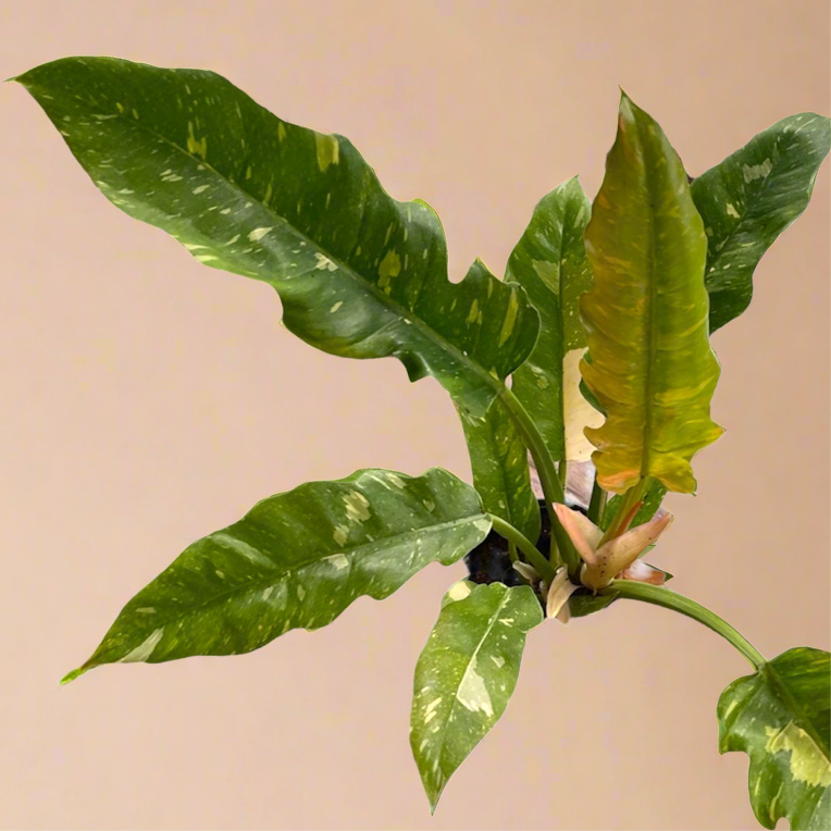 4” Philodendron Ring of Fire