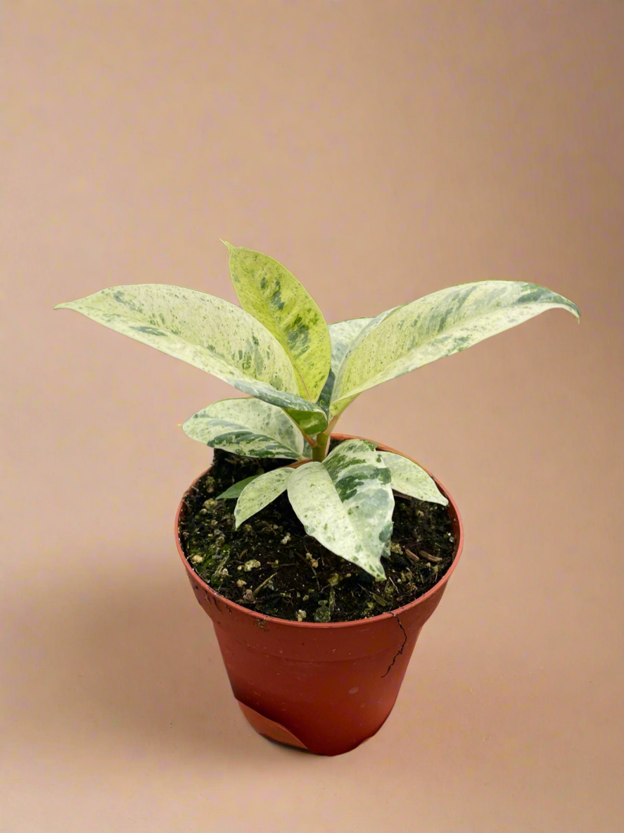 Ficus Shivereana - Moonshine
