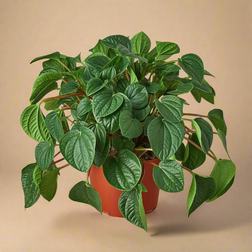 Peperomia 'Rana Verde'