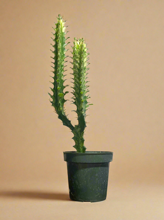 4.5” Euphorbia Trigona ‘Mint Creme’