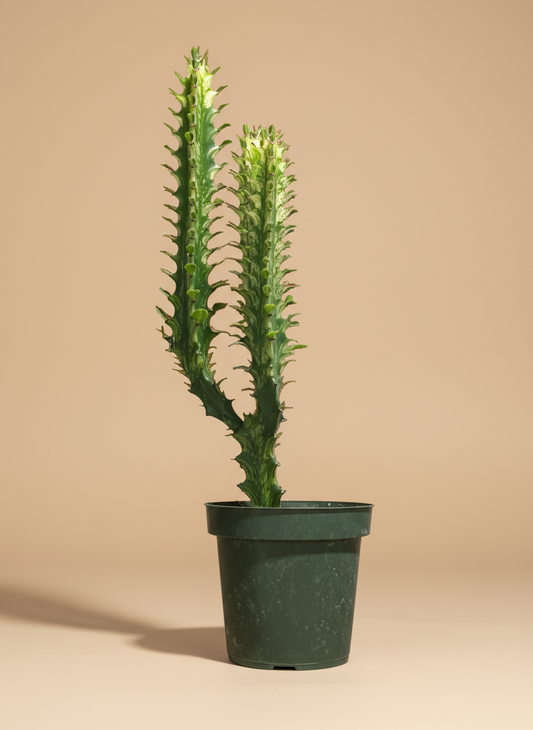 Euphorbia Trigona ‘Mint Creme’ - 4.5” pot