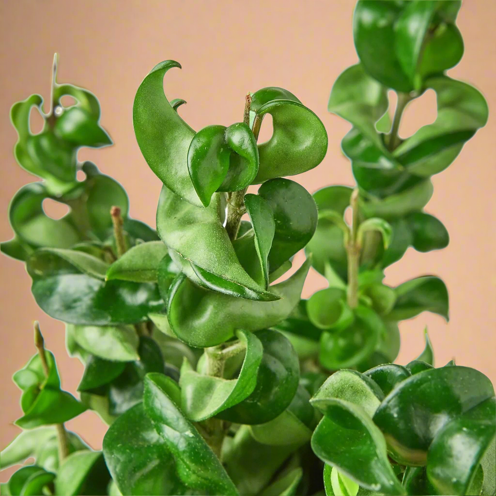 Hoya Carnosa Hindu Rope