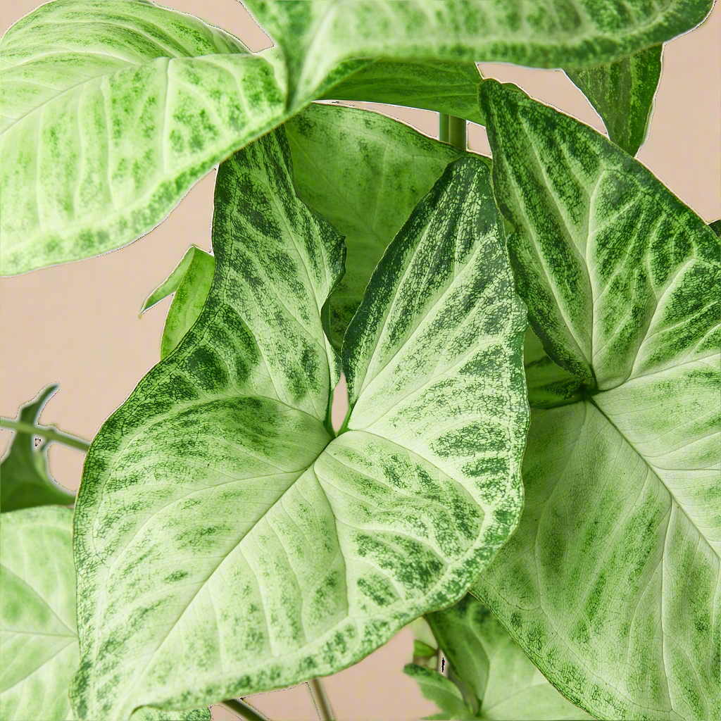 Syngonium White Butterfly