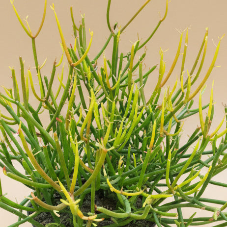 Fire Sticks Cactus - Euphorbia Tirucalli 8” pot
