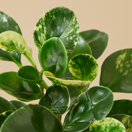 Peperomia 'Marble'