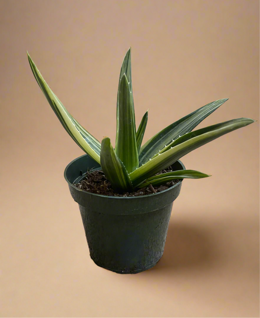 4.5” Variegated Aloe Nobilis