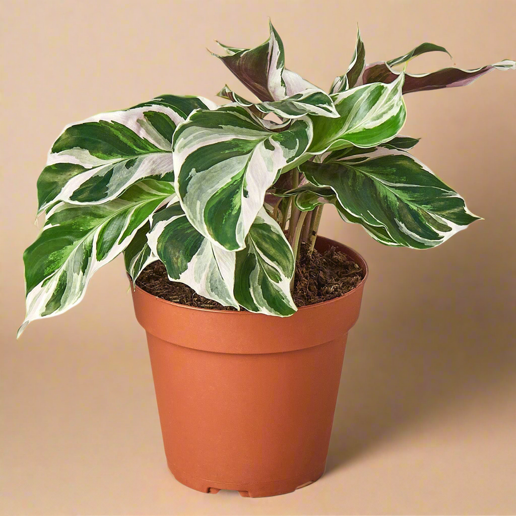 Calathea 'White Fusion'